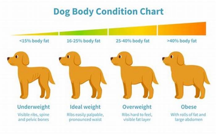 Are 50 of dogs overweight