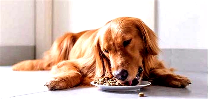 Are Golden Retrievers prone to overeating?