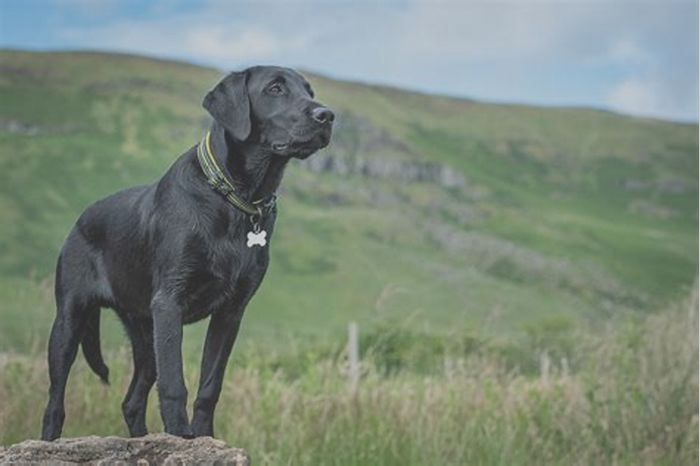 Are Lab dogs smart?