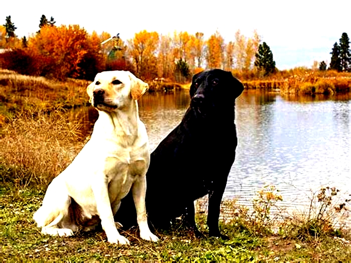 Are Labradors big dogs