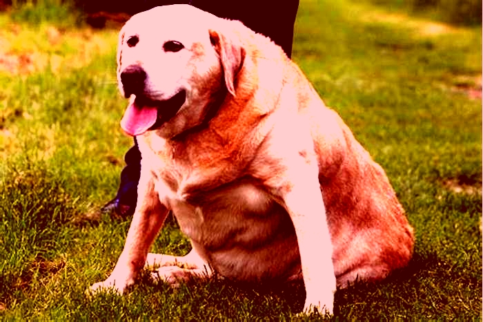 Are Labradors chubby?