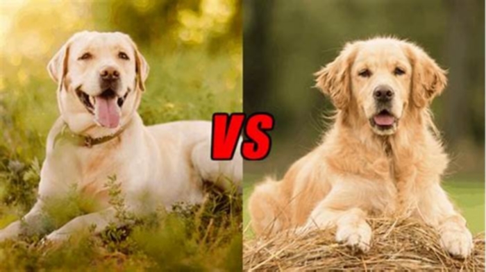 Are Labradors heavier than Golden Retrievers