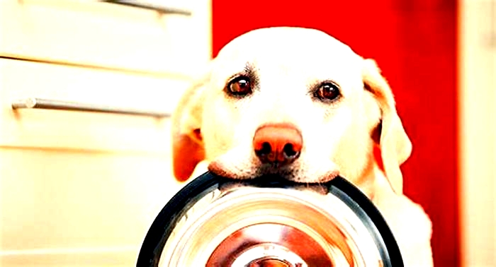 Are Labradors hungry all the time?