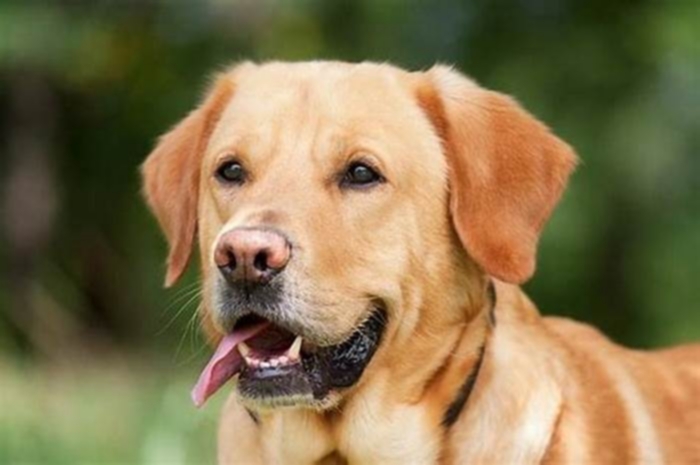 Are Labradors intelligent?