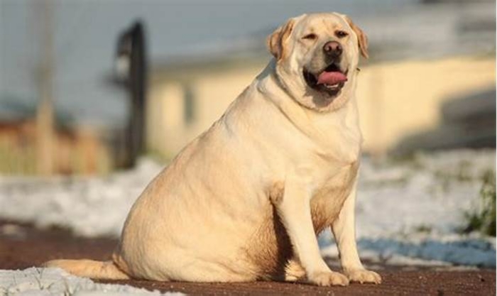 Are Labradors naturally fat