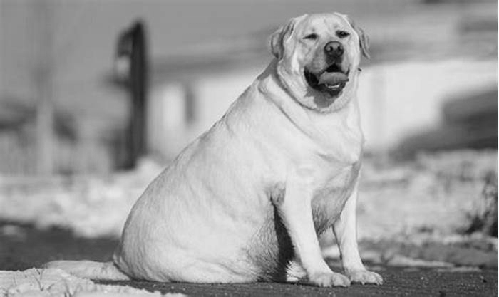 Are Labradors usually fat