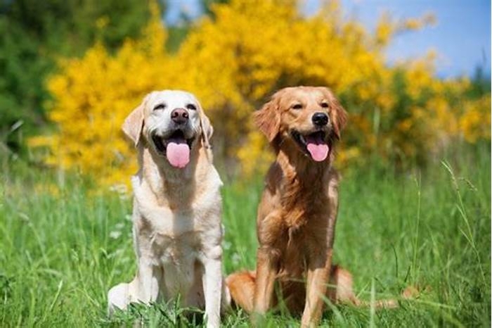 Are Labs more muscular than Golden Retrievers?