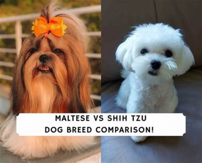 Are Maltese bigger than Shih Tzu?