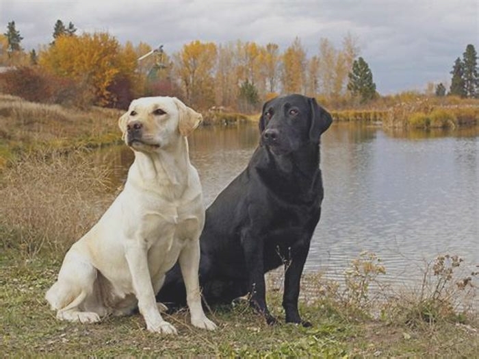 Are all Labradors big?