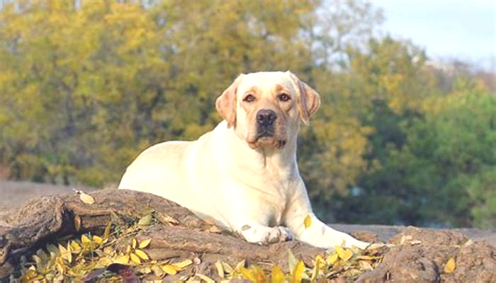 Are all Labs chunky