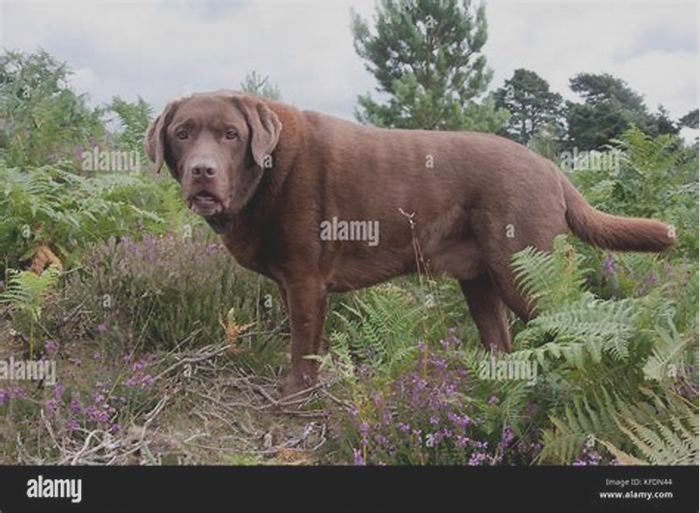 Are all chocolate labs fat