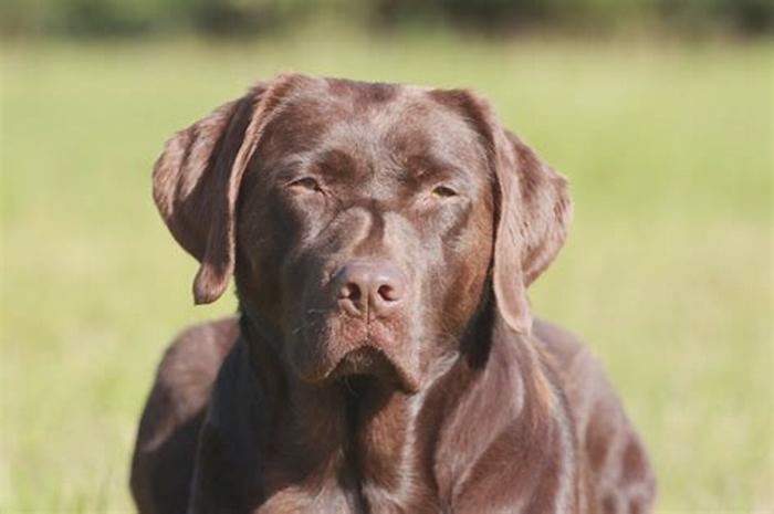 Are chocolate labs smarter than other labs?