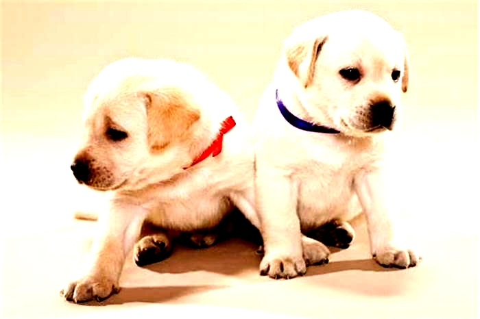 Are female Labradors calmer than males?