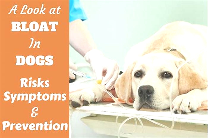 Are labs at high risk for bloat