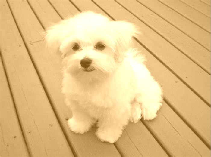 Are male or female Maltese dogs better?