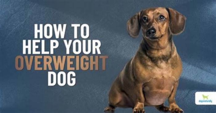 Are some dogs naturally overweight?