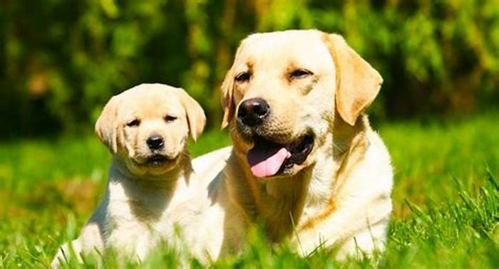 At what age are Labradors mature?