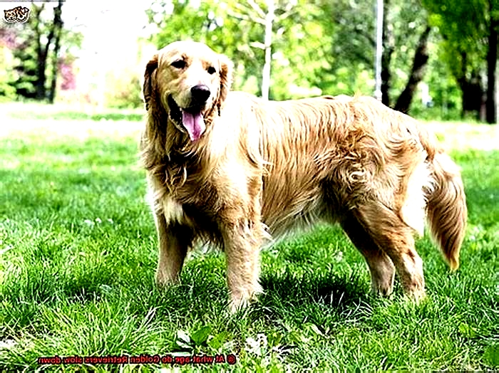 At what age do Golden Retrievers slow down?