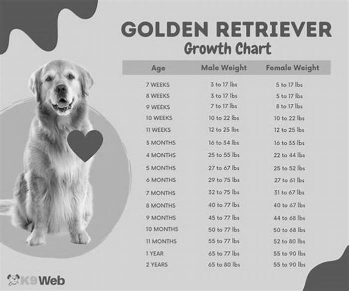 At what age do Golden Retrievers stop gaining weight?