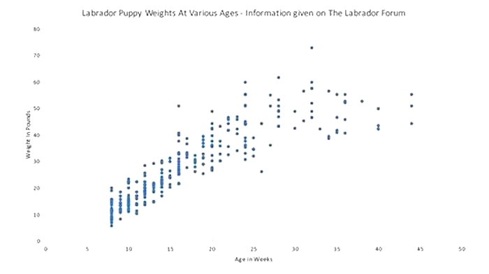 At what age do labs stop growing?