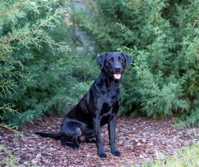 At what age is a Labrador fully grown