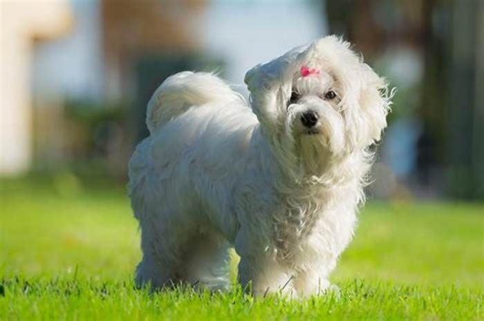 At what age is a Maltese full grown?