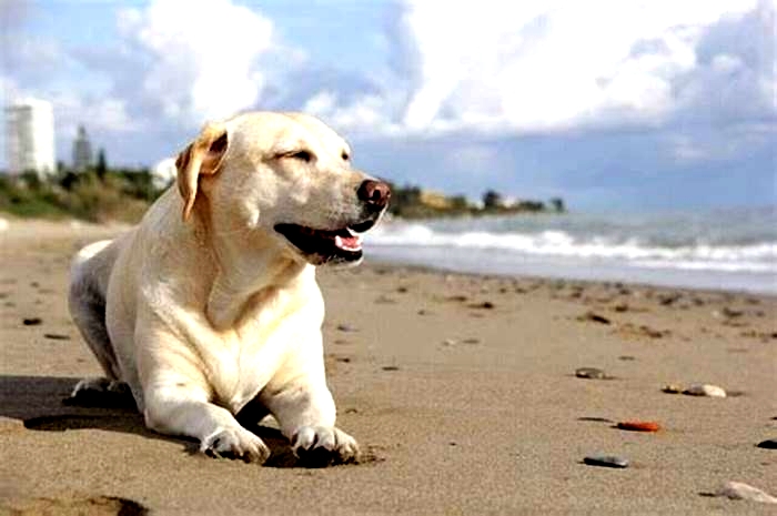 At what age will my Labrador calm down?