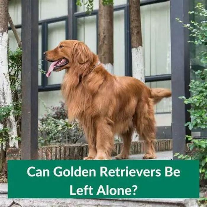 Can Golden Retrievers be left alone for 8 hours?