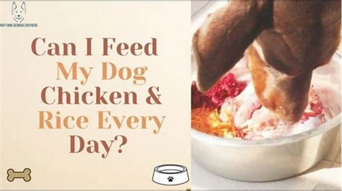 Can I add rice to my dogs food everyday?