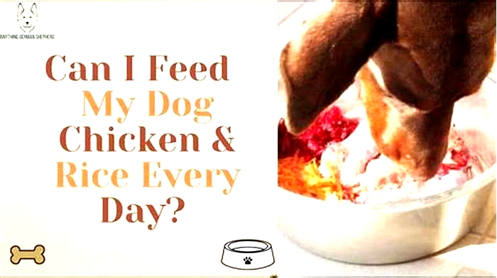 Can I give my dog chicken and rice every day?