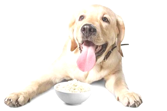 Can Labrador eat rice