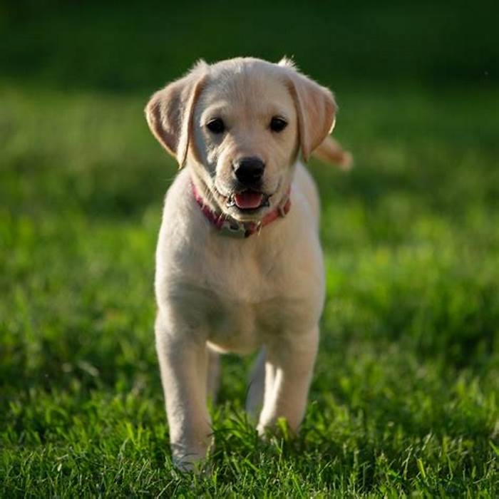 Can Labrador live for 20 years