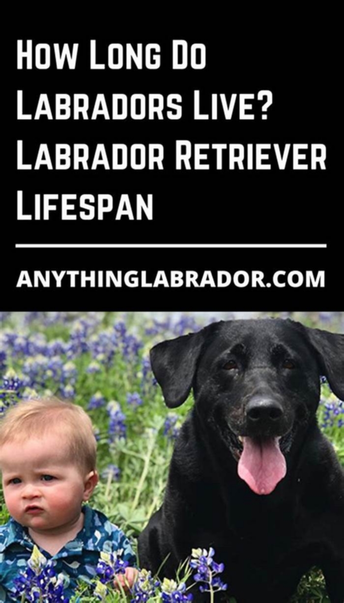 Can Labrador survive without meat