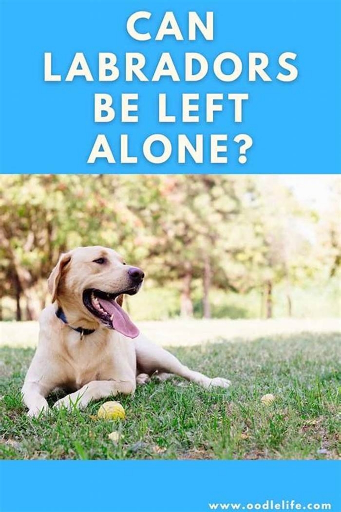 Can Labradors be left alone?