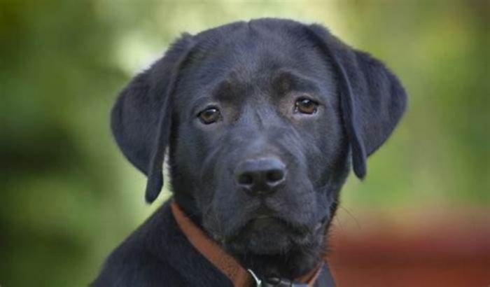 Can Labradors live for 15 years