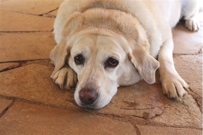 Can Labradors lose weight?