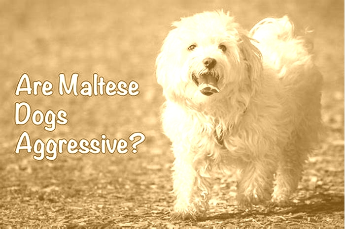 Can Maltese be aggressive?