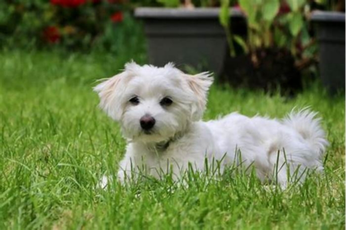 Can Maltese eat chicken everyday?