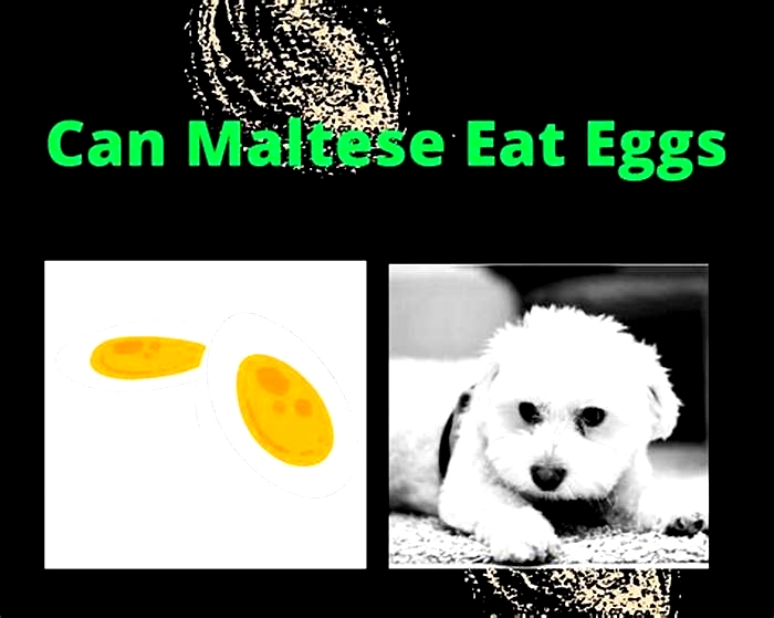 Can Maltese eat eggs everyday?