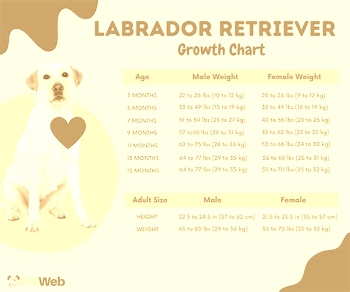 Can a Labrador weigh 100 pounds?