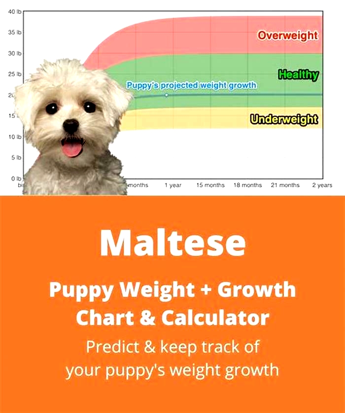 Can a Maltese weigh 10 pounds?