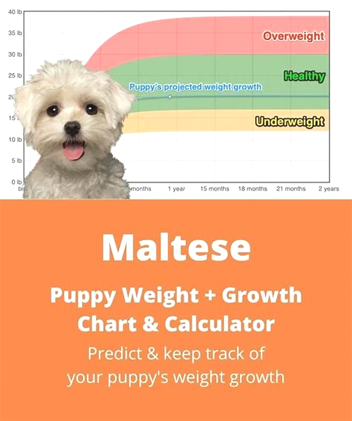 Can a Maltese weigh 12 pounds