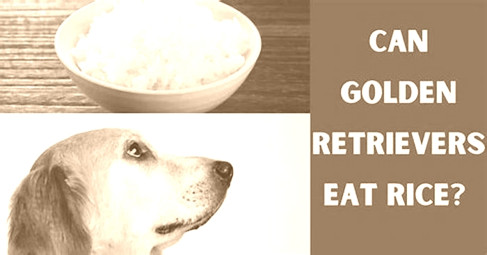 Can a golden retriever eat rice?