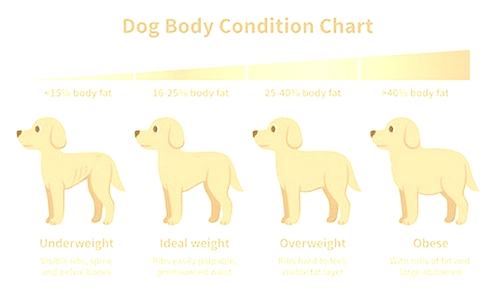 Can dogs lose weight due to stress?