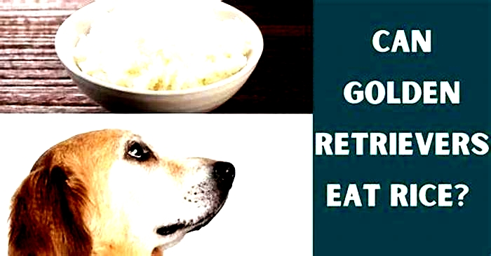 Can golden retriever eat rice everyday?