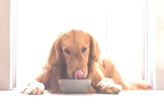 Can golden retrievers eat once a day?