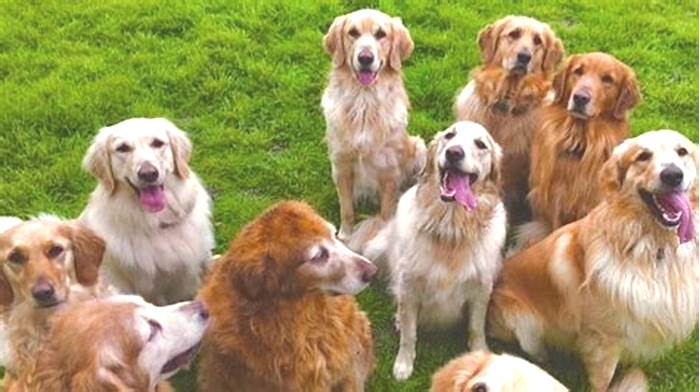 Can golden retrievers live to 13