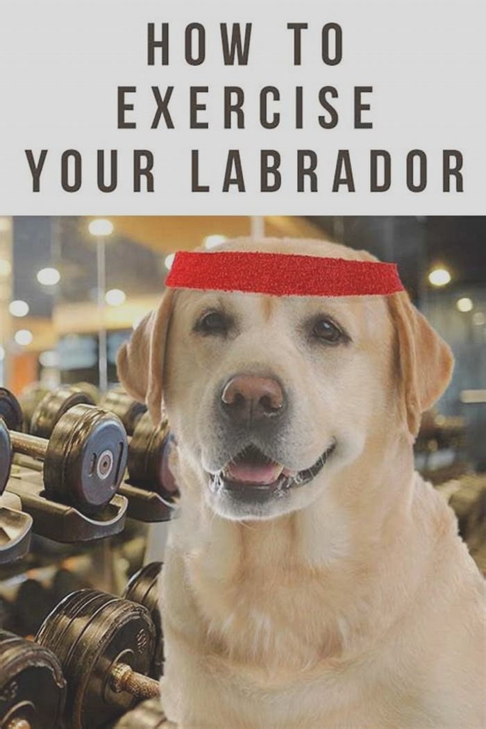 Can you over exercise a Labrador