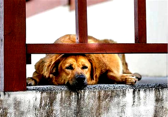 Can you overfeed a Labrador?