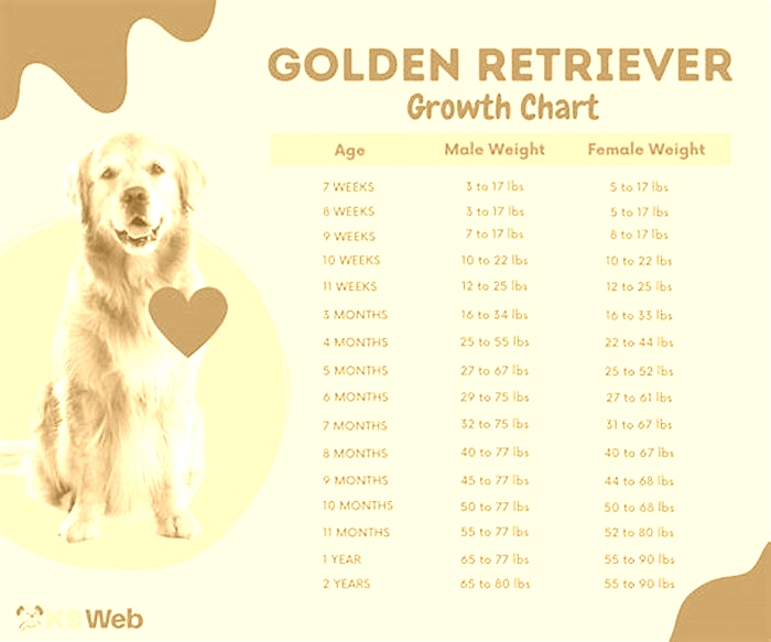 Do Golden Retrievers gain weight easily